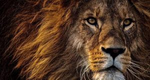 cropped Banning trophy hunting can have a detrimental impact experts say