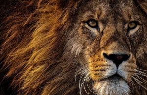 Banning trophy hunting can have a detrimental impact, experts say cropped Banning trophy hunting can have a detrimental impact experts say