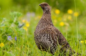 Big brains or big guts: Choose one cropped Big brains or big guts 1