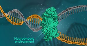 cropped DNA is held together by hydrophobic forces