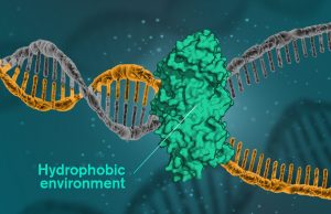DNA is held together by hydrophobic forces cropped DNA is held together by hydrophobic forces