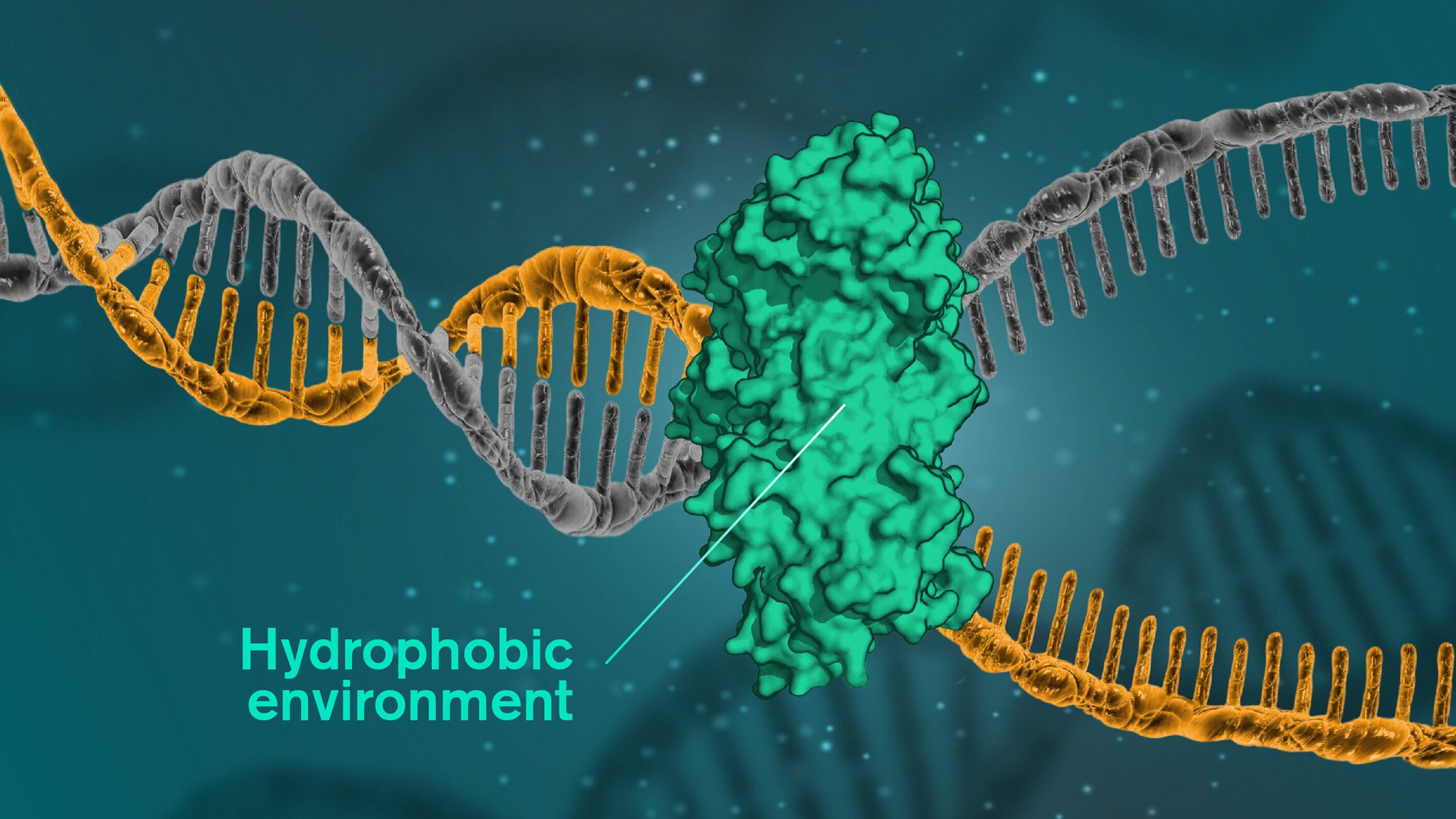 cropped DNA is held together by hydrophobic forces