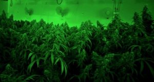 cropped Emissions from cannabis growing facilities may impact indoor and regional air quality