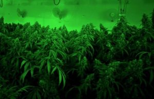 Emissions from cannabis growing facilities may impact indoor and regional air quality cropped Emissions from cannabis growing facilities may impact indoor and regional air quality