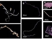 cropped Explosion in plastic pollution post World War II seen in marine sediments