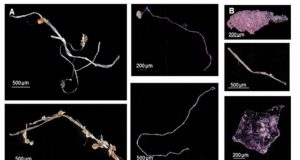 cropped Explosion in plastic pollution post World War II seen in marine sediments