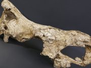 cropped Game changing research could solve evolution mysteries