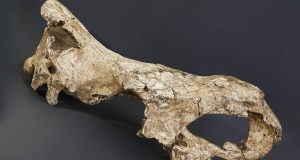 cropped Game changing research could solve evolution mysteries