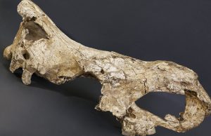 ‘Game-changing’ research could solve evolution mysteries cropped Game changing research could solve evolution mysteries