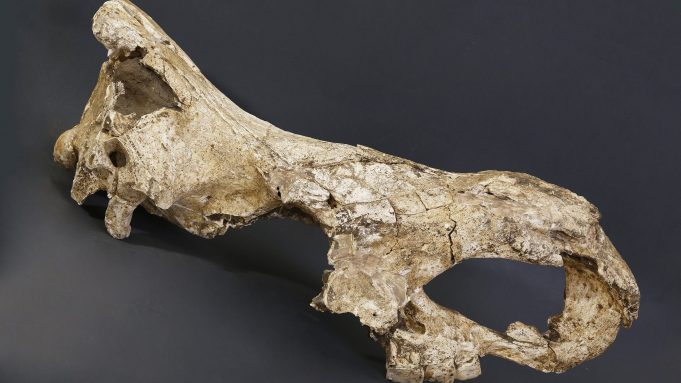 ‘Game-changing’ research could solve evolution mysteries cropped Game changing research could solve evolution mysteries