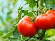 cropped Harnessing tomato jumping genes could help speed breed drought resistant crops