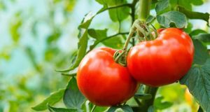 cropped Harnessing tomato jumping genes could help speed breed drought resistant crops