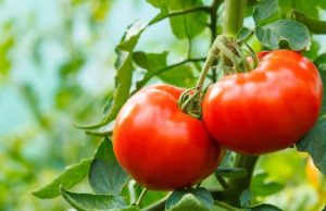Harnessing tomato jumping genes could help speed-breed drought-resistant crops cropped Harnessing tomato jumping genes could help speed breed drought resistant crops