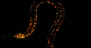 cropped High speed microscope illuminates biology at the speed of life