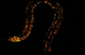 High-speed microscope illuminates biology at the speed of life cropped High speed microscope illuminates biology at the speed of life