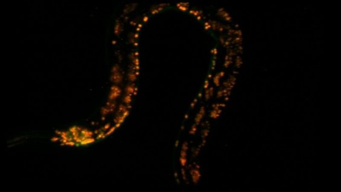 High-speed microscope illuminates biology at the speed of life cropped High speed microscope illuminates biology at the speed of life