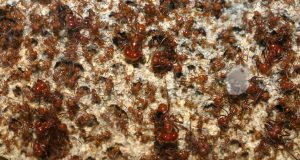 cropped How fungus farming ants could help solve our antibiotic resistance problem