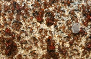 How fungus-farming ants could help solve our antibiotic resistance problem cropped How fungus farming ants could help solve our antibiotic resistance problem