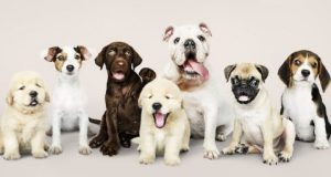 cropped How humans have shaped dogs brains