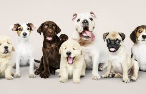 How humans have shaped dogs’ brains cropped How humans have shaped dogs brains