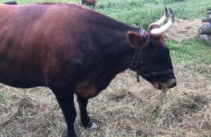 Inequality: What we’ve learned from the ‘Robots of the late Neolithic’ cropped Inequality What weve learned from the Robots of the late Neolithic