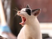 cropped Microbes make chemicals for scent marking in a cat