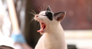 cropped Microbes make chemicals for scent marking in a cat
