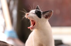 Microbes make chemicals for scent marking in a cat cropped Microbes make chemicals for scent marking in a cat