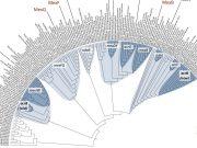 cropped Multidrug resistance Not as recent as we thought