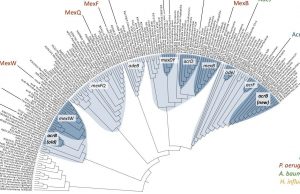 cropped Multidrug resistance Not as recent as we thought
