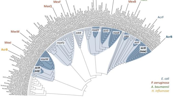 Multidrug resistance: Not as recent as we thought cropped Multidrug resistance Not as recent as we thought