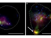 cropped Nanoparticles used to transport anti cancer agent to cells