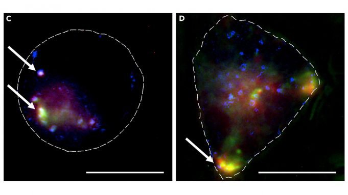 Nanoparticles used to transport anti-cancer agent to cells cropped Nanoparticles used to transport anti cancer agent to cells