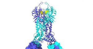 cropped New discoveries map out CRISPR Cas defense systems in bacteria