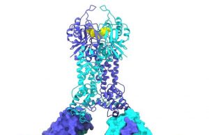 New discoveries map out CRISPR-Cas defense systems in bacteria cropped New discoveries map out CRISPR Cas defense systems in bacteria