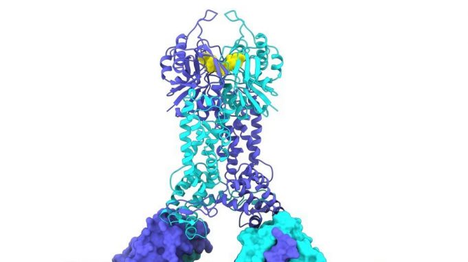 New discoveries map out CRISPR-Cas defense systems in bacteria cropped New discoveries map out CRISPR Cas defense systems in bacteria