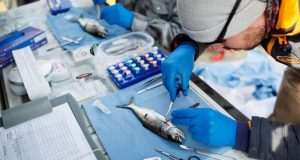 cropped New viruses discovered in endangered wild Pacific salmon populations