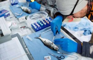 New viruses discovered in endangered wild Pacific salmon populations cropped New viruses discovered in endangered wild Pacific salmon populations