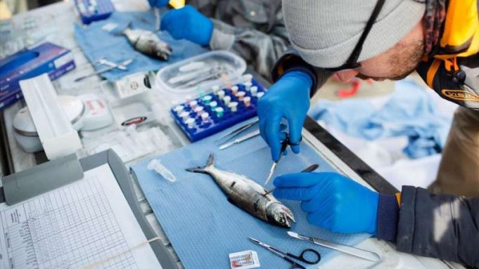 cropped New viruses discovered in endangered wild Pacific salmon populations