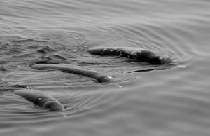 New whale species discovered along the coast of Hokkaido cropped New whale species discovered along the coast of Hokkaido