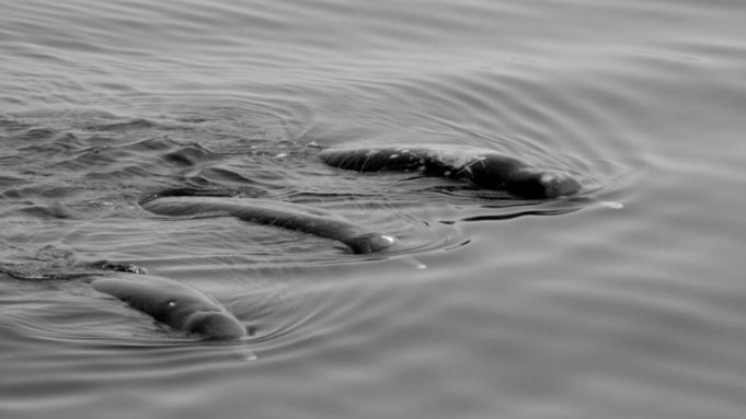 cropped New whale species discovered along the coast of Hokkaido