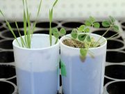 cropped Plant gene discovery could help reduce fertilizer pollution in waterways