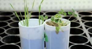 cropped Plant gene discovery could help reduce fertilizer pollution in waterways