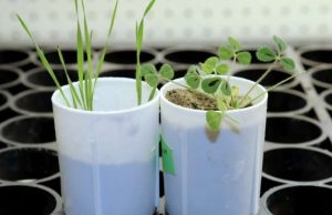 Plant gene discovery could help reduce fertilizer pollution in waterways cropped Plant gene discovery could help reduce fertilizer pollution in waterways