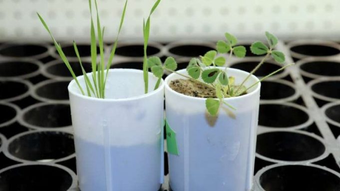 cropped Plant gene discovery could help reduce fertilizer pollution in waterways