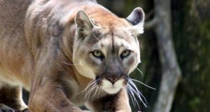 cropped Prehistoric puma feces reveals oldest parasite DNA ever recorded