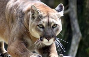 Prehistoric puma feces reveals oldest parasite DNA ever recorded cropped Prehistoric puma feces reveals oldest parasite DNA ever recorded