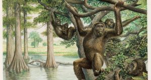 cropped Rare 10 million year old fossil unearths new view of human evolution