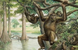 Rare 10 million-year-old fossil unearths new view of human evolution cropped Rare 10 million year old fossil unearths new view of human evolution