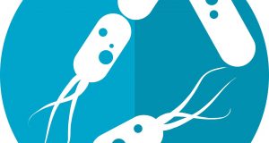 cropped Raw vs. cooked diets have distinct effects on both mouse and human gut microbes